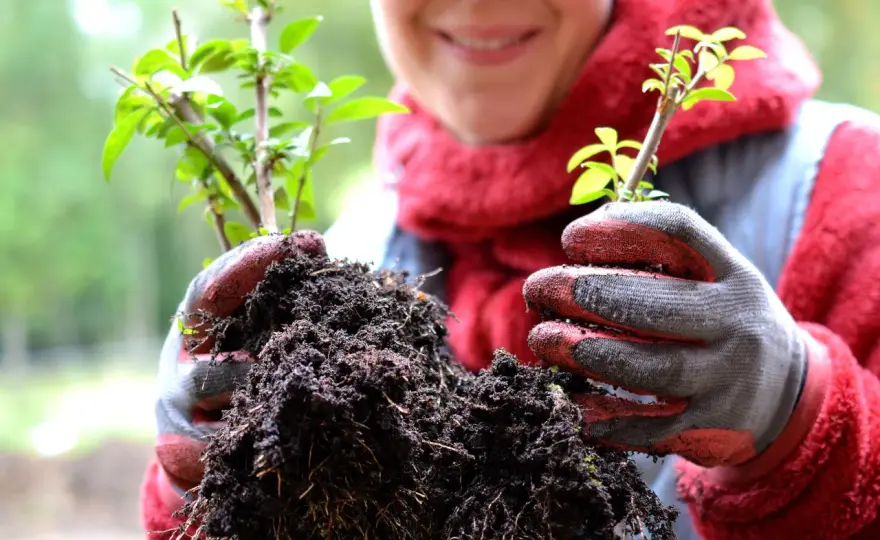 Sticklingar - Få fler plantor gratis & lyckas varje gång