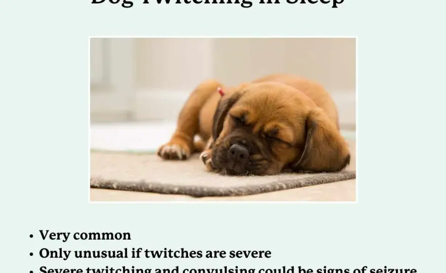 Dog Twitching in Sleep - Normal Dream or Something More?