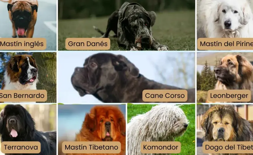 Razas de perros grandes: ¿Cuál encaja contigo?