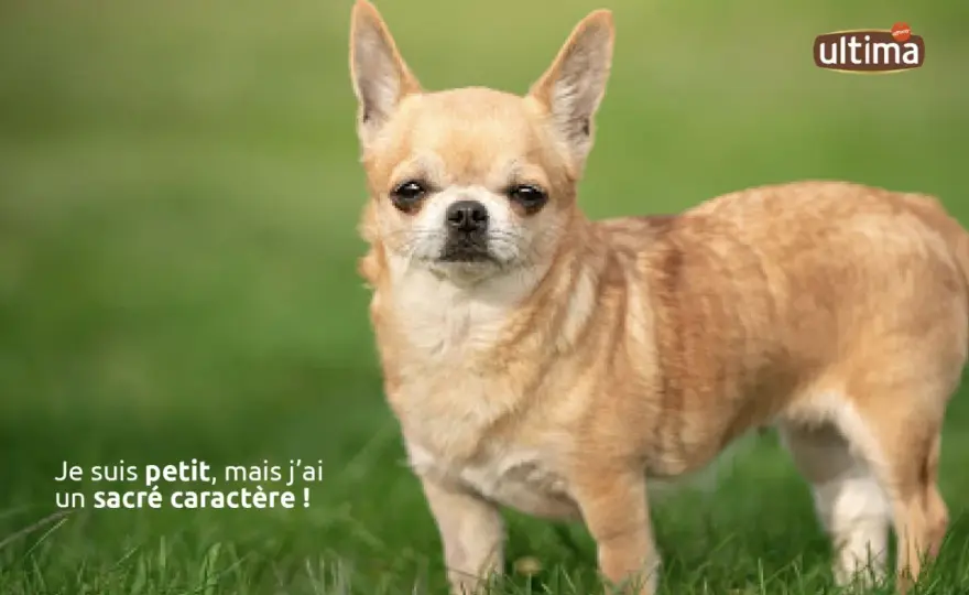 Petit chien adulte - Guide complet pour son bien-être
