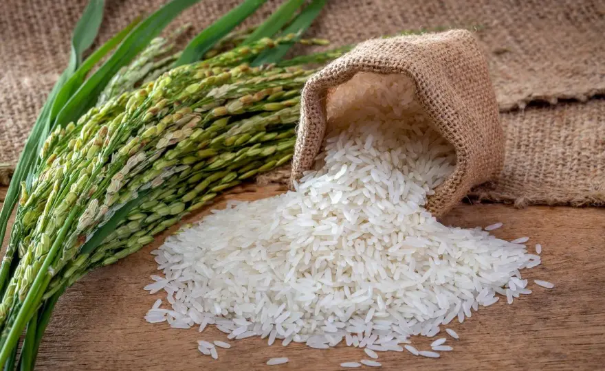Czy ryż ma gluten? Uniknij pułapek zanieczyszczenia krzyżowego!