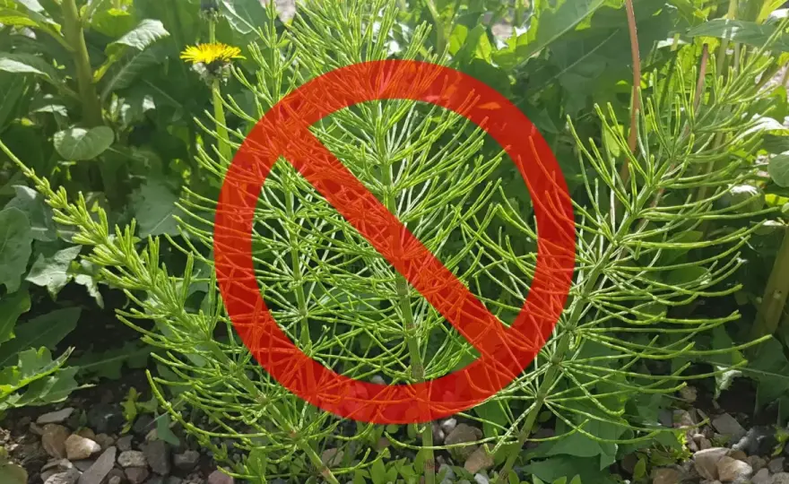 Skrzyp polny - Dlaczego oprysk nie działa i jak go zwalczyć?