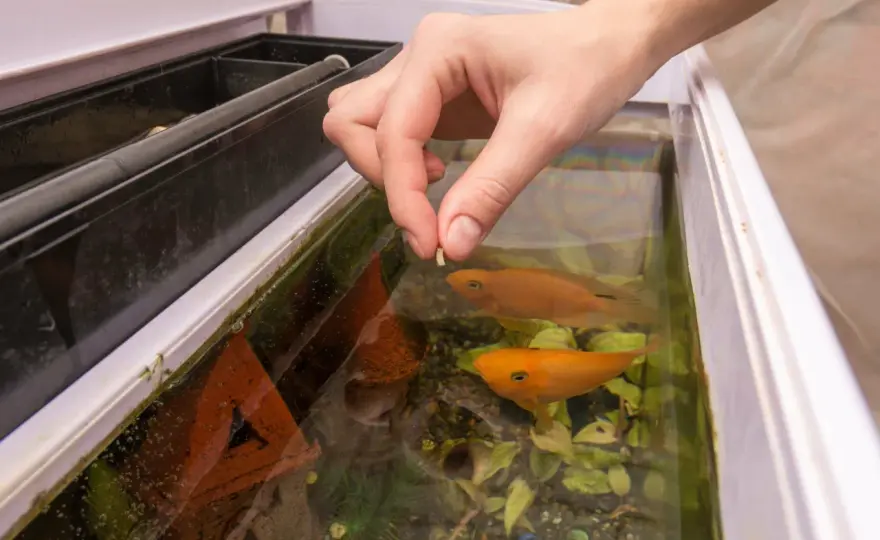 Nourrir ses poissons tous les 2 jours - Bonne idée ?