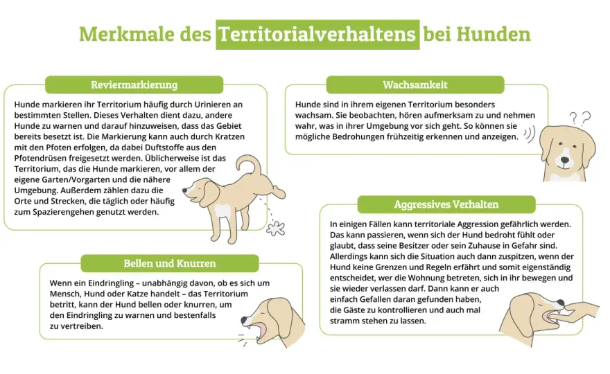 Hund bellt alles an? Ursachen erkennen und Ruhe aufbauen