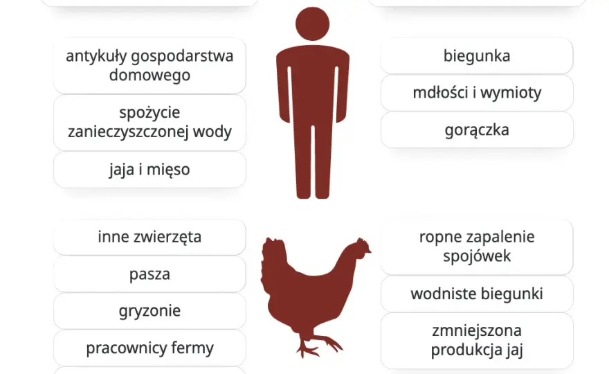 Salmonella objawy i zagrożenia - jakie sygnały powinny niepokoić?