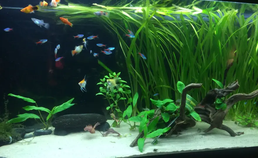 Andmat i akvarium - Nytta eller problem? Din guide.