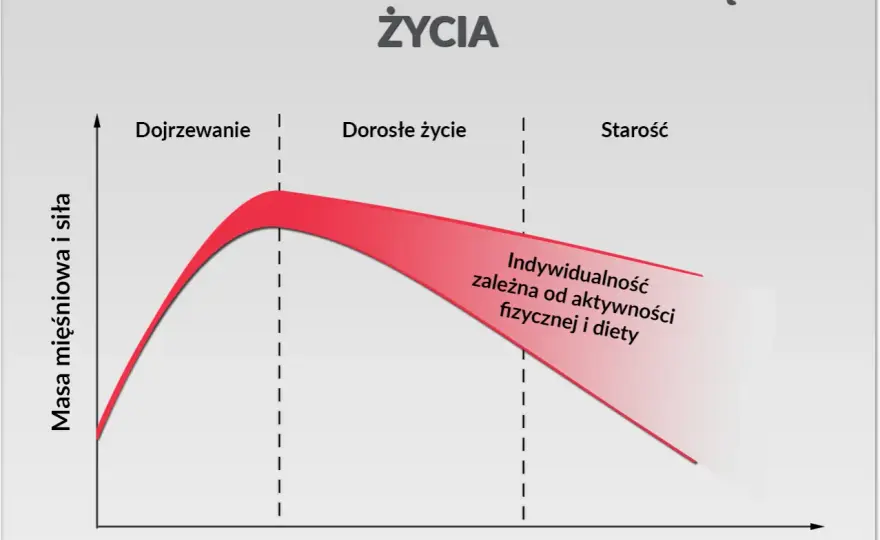 Ile białka dziennie przy treningu? Twój plan na masę i redukcję