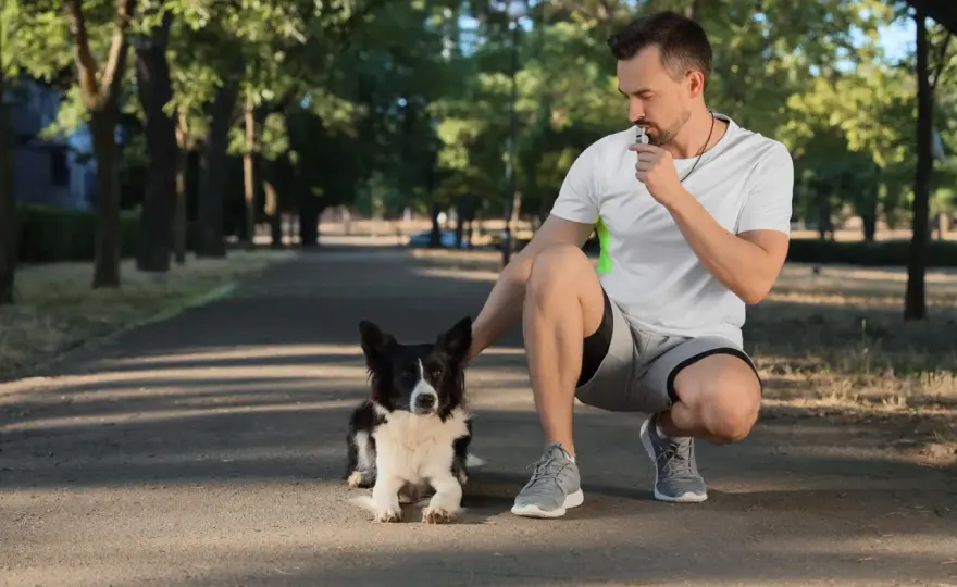 Gwizdek dla psa - Jaki wybrać i jak skutecznie przywołać psa?