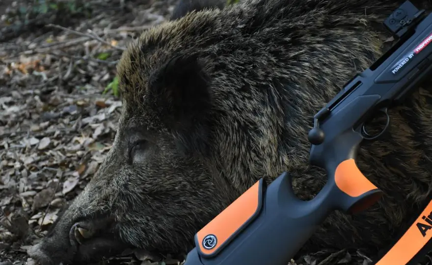 Sanglier au fusil lisse - Le guide complet pour un tir précis