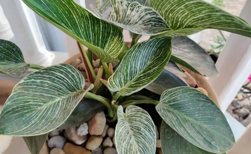 Filodendron - Jaki wybrać? Odmiany, pielęgnacja i aranżacja