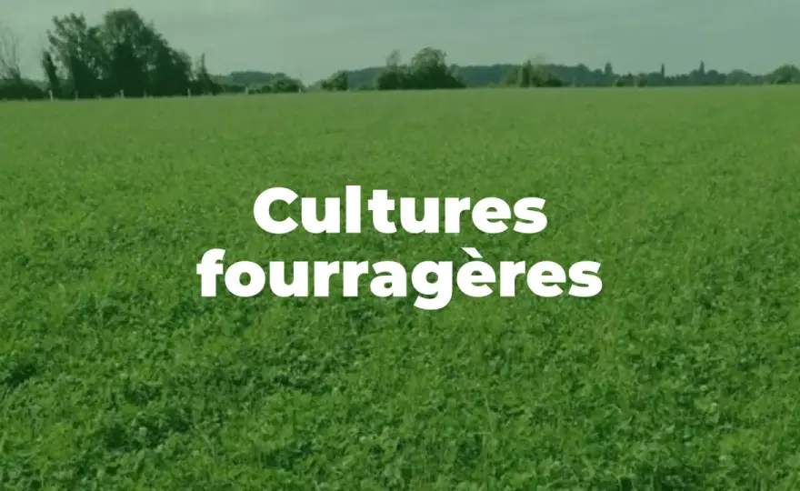 Cultures fourragères - Pour un élevage autonome et résilient