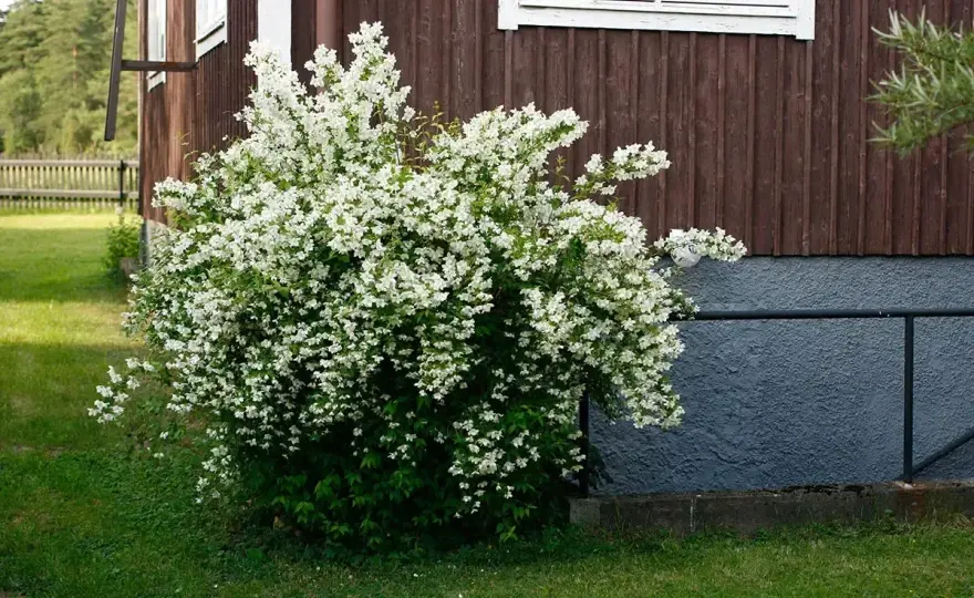 Schersmin - Så lyckas du med blomningen!