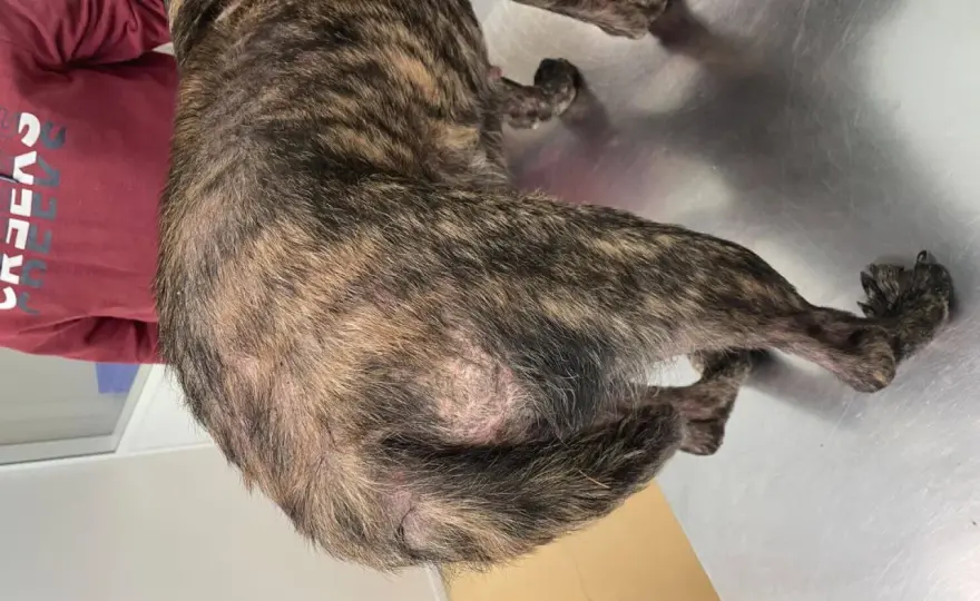 Calvas en perros - ¿Por qué pierde pelo y qué hacer?