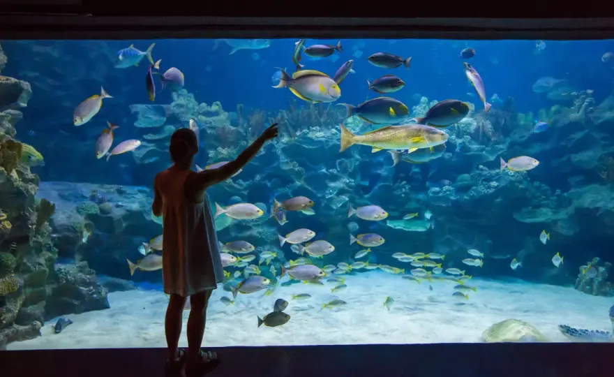 Oceanarium Jastrzębia Góra - co warto wiedzieć przed wizytą?