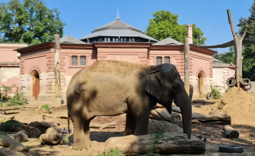 ZOO Wrocław - Jak zwiedzić najstarsze zoo w Polsce i Afrykarium?