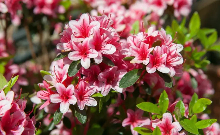 Rododendrony - kiedy kwitną? Planuj kwitnienie od wiosny do lata