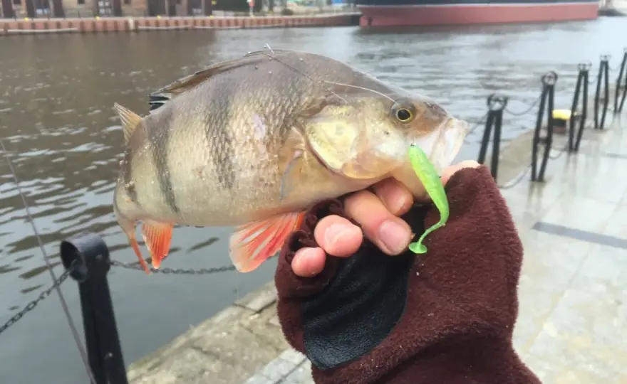 Drop shot - Twój przewodnik po precyzyjnym łowieniu!