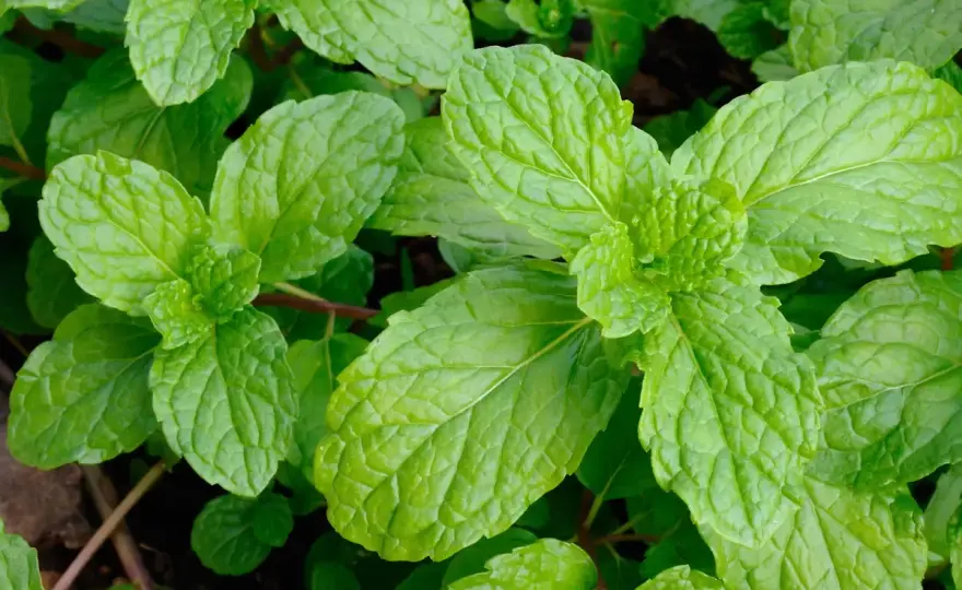 Menta e mentuccia, come distinguerle e usarle in cucina