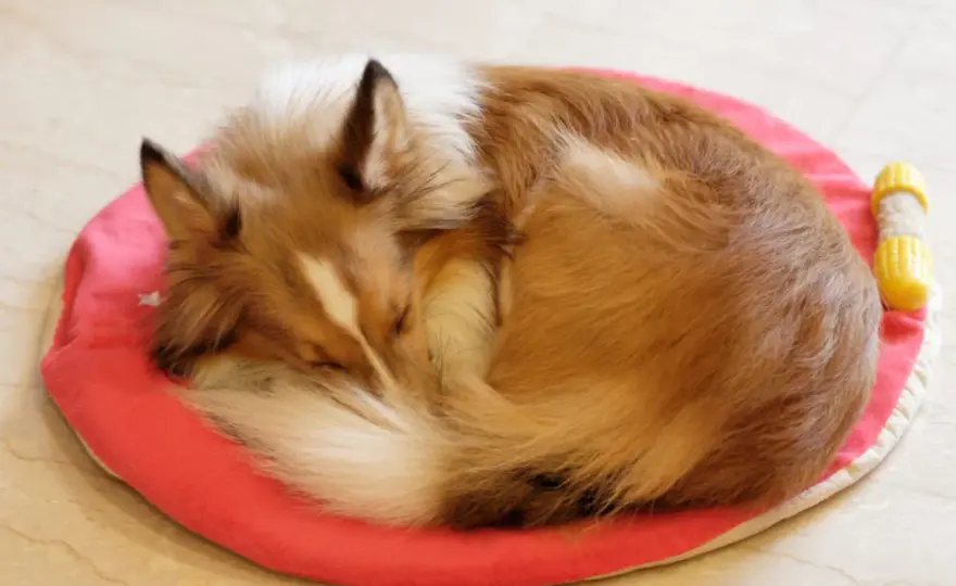 Why Dogs Circle Before Lying Down - Normal or Problem?