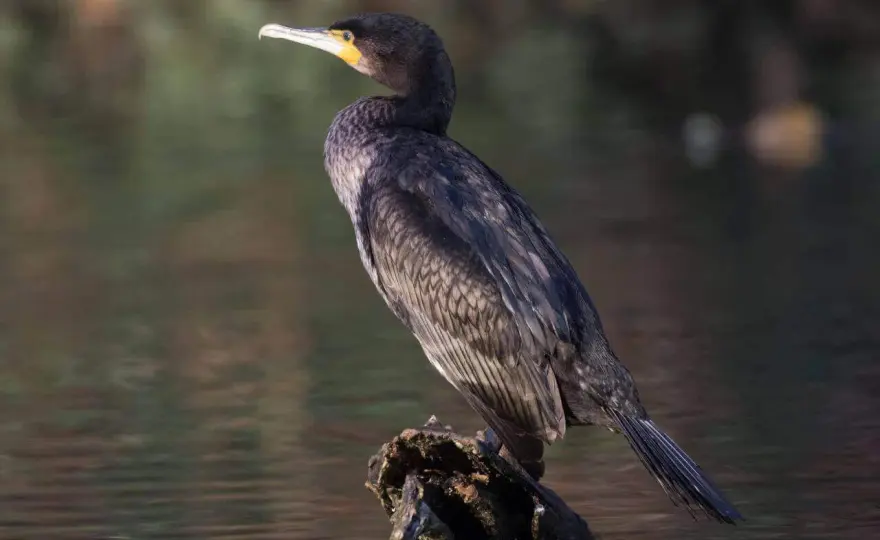 Kormoran - Jak rozpoznać mistrza nurkowania?