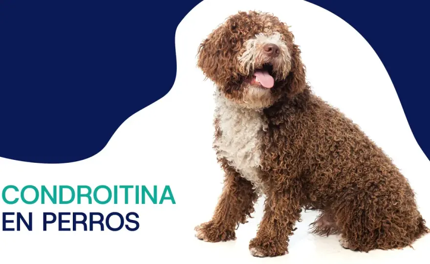 Condrosan para perros - ¿Funciona? Guía completa de artrosis canina