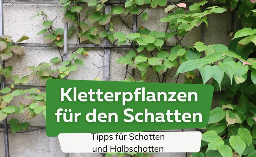 Kletterpflanzen für Schatten - was im Garten wirklich klappt