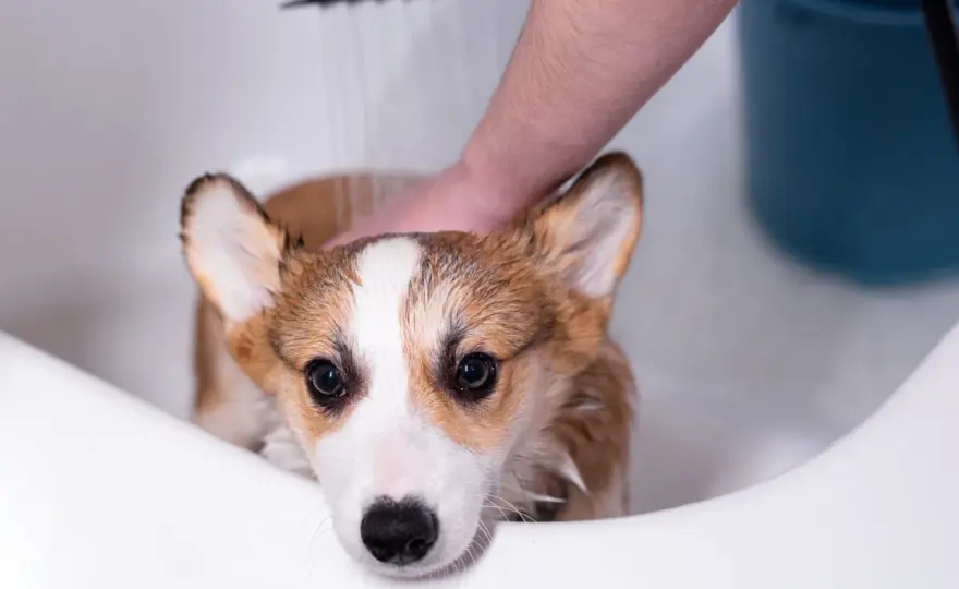 Oatmeal Bath for Dogs - Soothe Itchy Skin Safely at Home