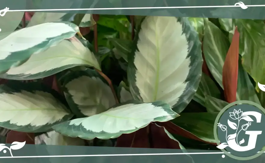 Calathea richtig pflegen - so bleibt die Korbmarante gesund