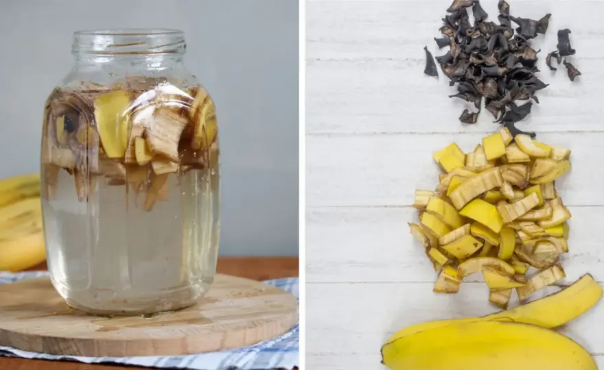 Nawóz z banana - Jak go zrobić i czy naprawdę działa w ogrodzie?