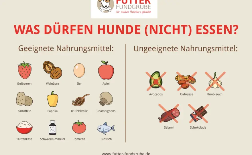 Was dürfen Hunde essen? So fütterst du sicher und richtig