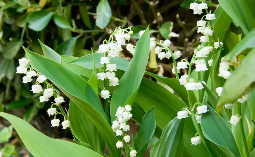Planter le muguet - Le guide pour une floraison réussie