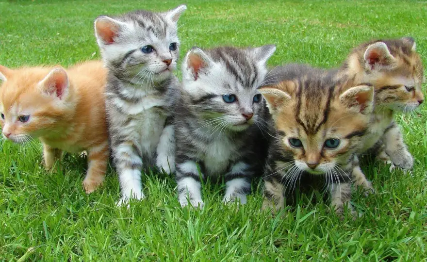 Jusqu'à quel âge une chatte peut-elle avoir des petits ?
