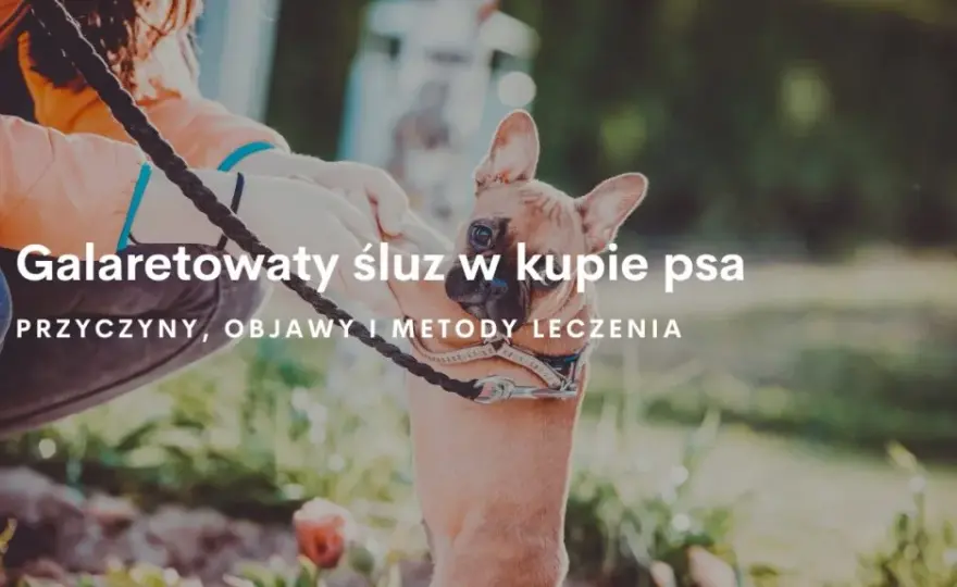 Co oznacza galaretowata kupka u psa - przyczyny i skuteczne leczenie