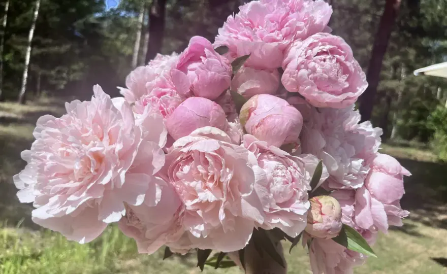 Piwonia Sarah Bernhardt - uprawa, sadzenie, pielęgnacja i błędy