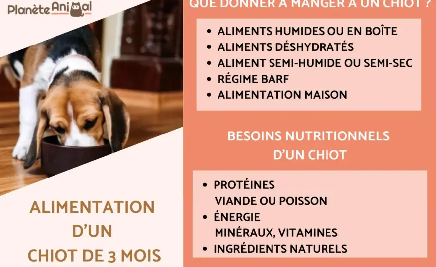 Chiot 3 mois - Alimentation optimale pour une croissance saine