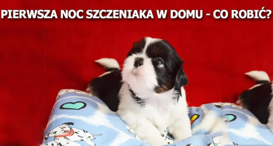 Sen 8-tygodniowego szczeniaka: Co jest normą i jak przespać noc?