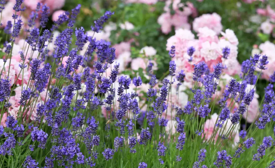 Lavendeljord - Så lyckas du med tät & blomrik lavendel
