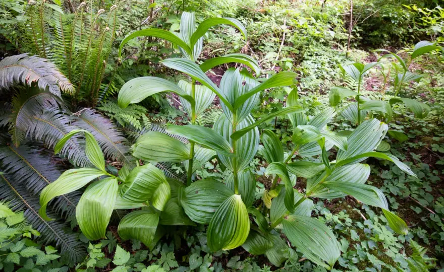 Genziana velenosa o veratro? Come distinguerli
