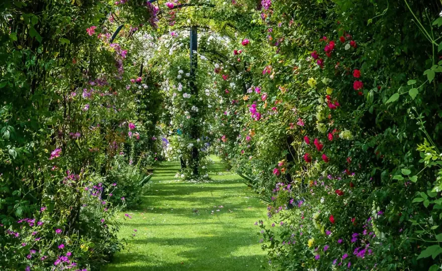 Grimpantes pour l'ombre - Les vraies solutions pour un beau jardin