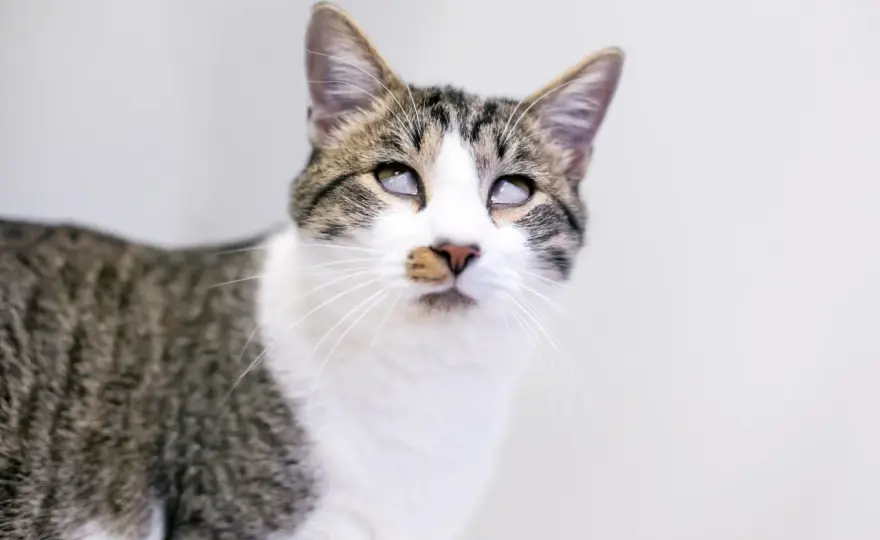 Tercer párpado visible en gatos - ¿Normal o señal de alarma?