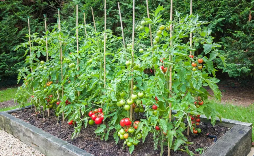 Tomaten pflanzen - Der beste Zeitpunkt für Erfolg