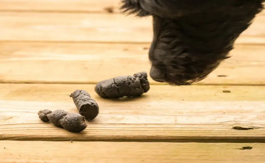 Cane non fa la cacca? Cosa fare e quando chiamare il veterinario