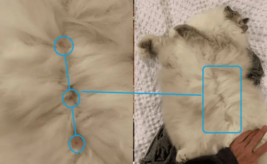 Male Cats Have Nipples - What's Normal & When to Worry