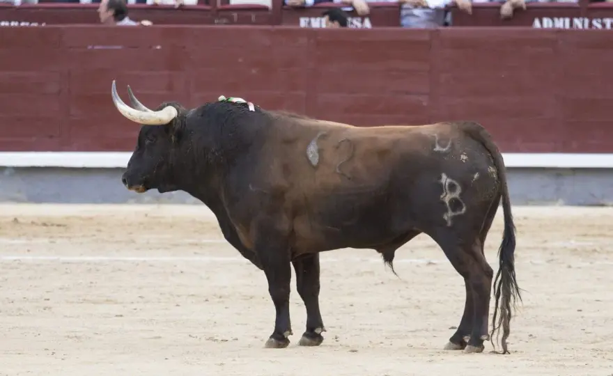 Baltasar Ibán - La ganadería que exige al torero