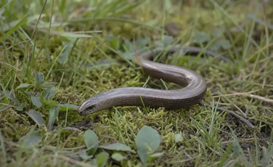 Kopparödla eller orm? Så vet du om den är farlig
