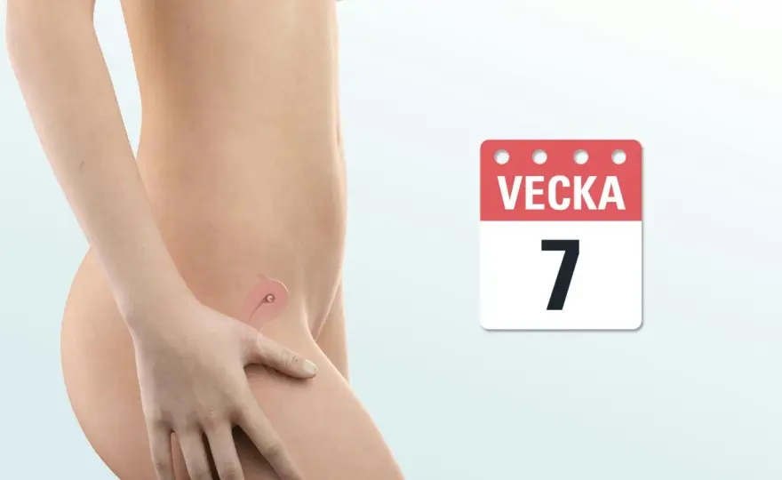 Gravid vecka 7 - så utvecklas embryot och vad du kan göra