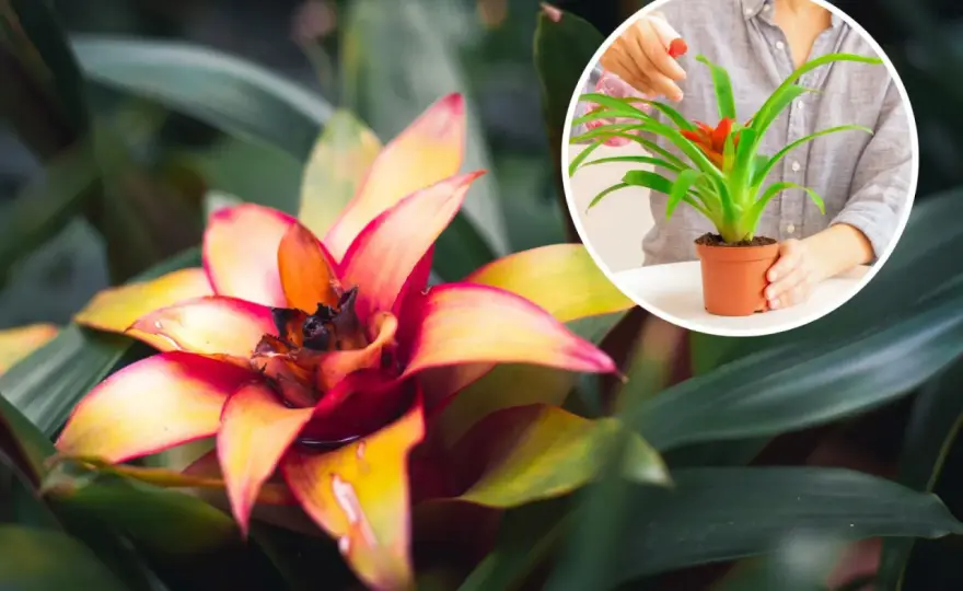 Bromelia - jak dbać o ten kwiat i co zrobić po kwitnieniu?