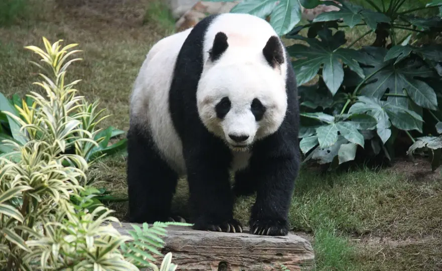 Gdzie żyje panda wielka? Zasięg i ochrona gatunku