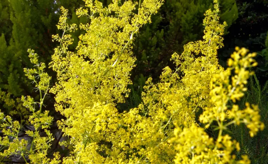 Gelbes Labkraut - Robuste Wildstaude für trockene Gärten