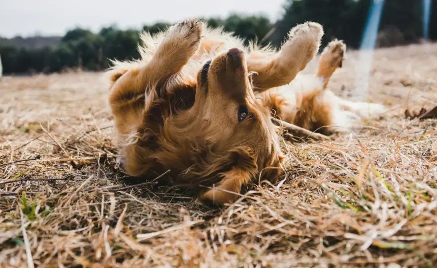 Cane si gratta sempre - Cause, soluzioni e quando agire